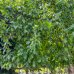Broskyňa obyčajná (Prunus persica) ´REDHAVEN´ výška: 300 cm, obvod kmeňa: 24/26 cm, kont. C230L - tvarovaná stena